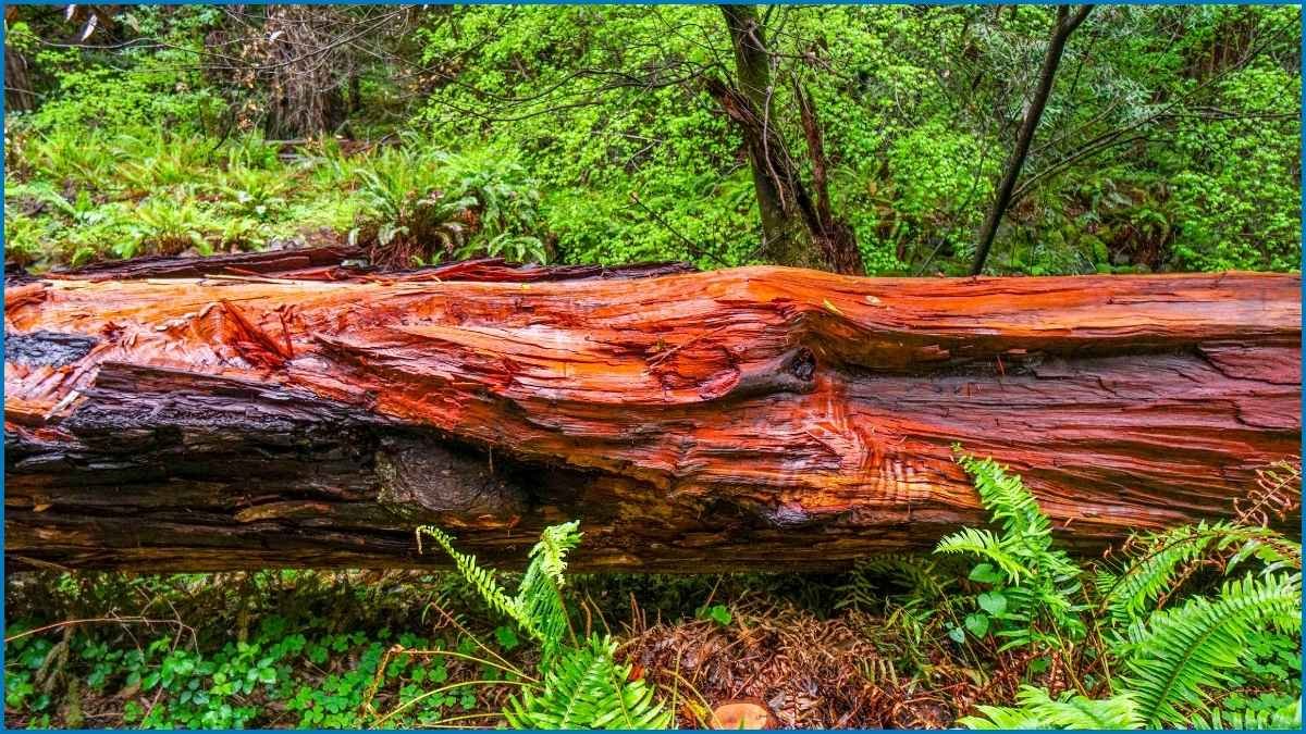 The source of the naturally durable Western Red Cedar